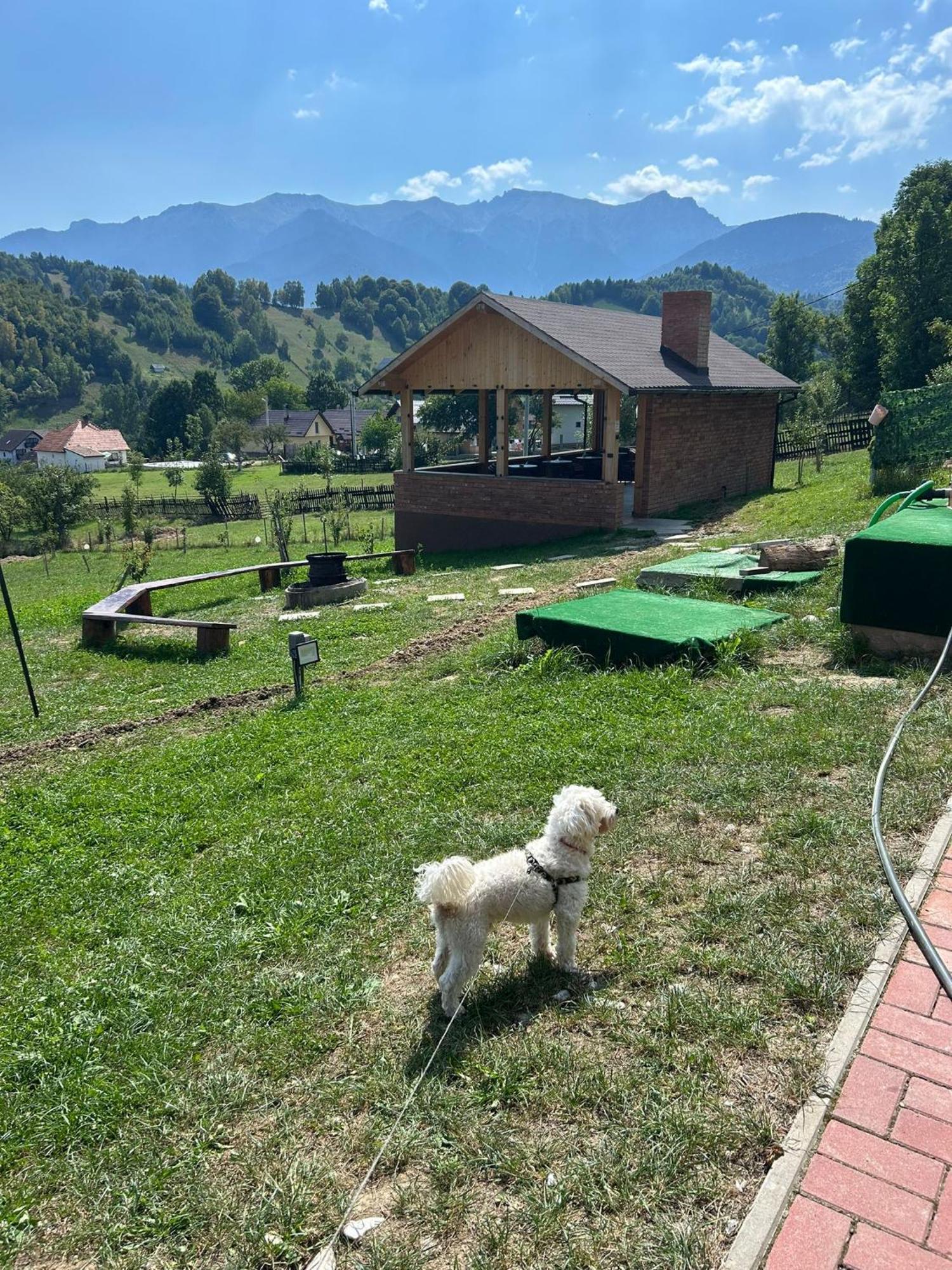 Pensiunea Podul Simonului Bran  Exterior foto